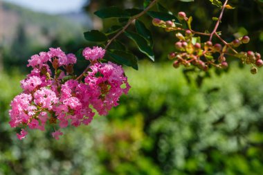 Güzel ve renkli çiçekler açar. 