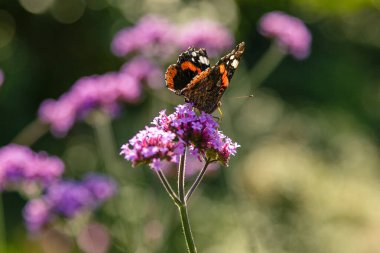 Kelebekli güzel verbena çiçekleri