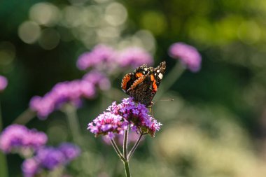 Kelebekli güzel verbena çiçekleri