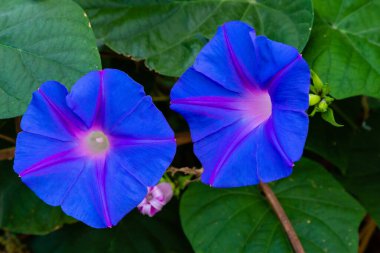 Güzel ve renkli çiçekler açar. 