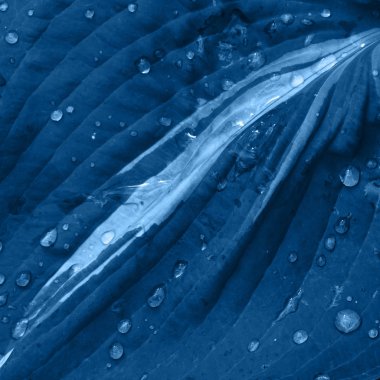 Sevimli yeşil yapraklar klasik mavi renkte