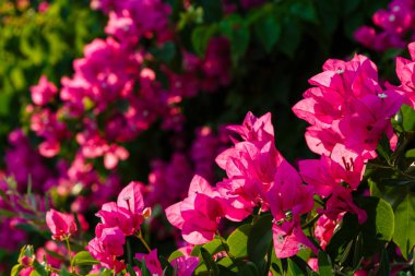 Güzel ve renkli çiçekler açar. 