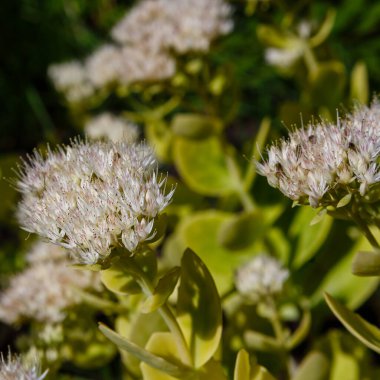 Güzel ve renkli çiçekler açar. 