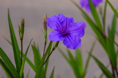 Güzel ve renkli çiçekler açar. 