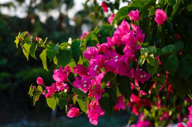 Güzel ve renkli çiçekler açar. 