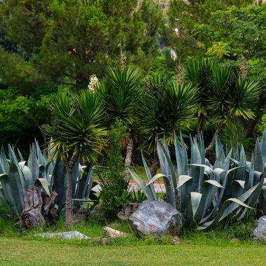 Agava ve yukka bitkilerinin yakın plan görüntüsü taşlarla süslenmiş. 