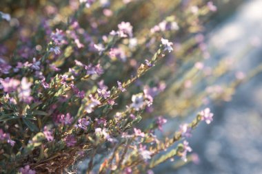 Güzel ve renkli çiçekler açar. 