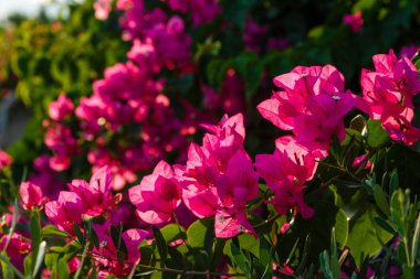 Güzel ve renkli çiçekler açar. 