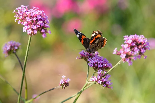 Beautiful Verbena Flowers Butterfly — 스톡 사진