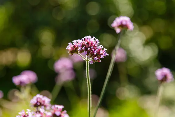 Beautiful Verbena Flowers Blurred Background — Stock Photo, Image