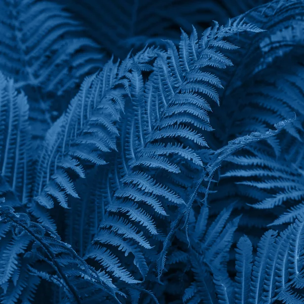 Adorável Folhas Verdes Cor Azul Clássico — Fotografia de Stock