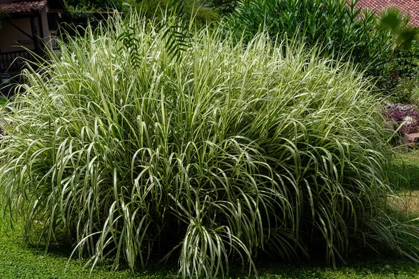 Miscanthus sinensis varyasyonu veya çeşitlendirilmiş Japon Gümüş Çimeni yakın plan, doğa arka plan