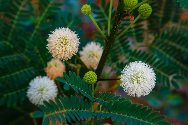 Closeup View Leucaena Leucocephala Small Fast Growing Mimosoid Tree — Stock Photo, Image