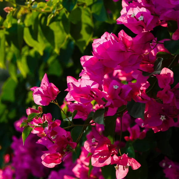 Όμορφα Και Πολύχρωμα Λουλούδια Ανθίζουν — Φωτογραφία Αρχείου