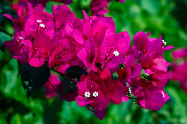 Όμορφα Και Πολύχρωμα Λουλούδια Ανθίζουν — Φωτογραφία Αρχείου