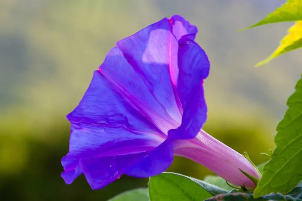 Güzel Renkli Çiçekler Açar — Stok fotoğraf