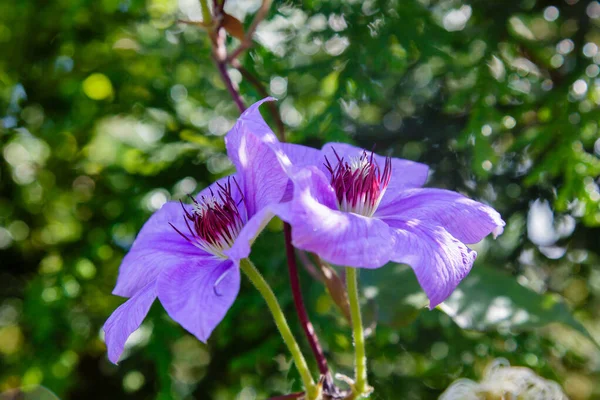 Fleurs Belles Colorées Fleurissent — Photo