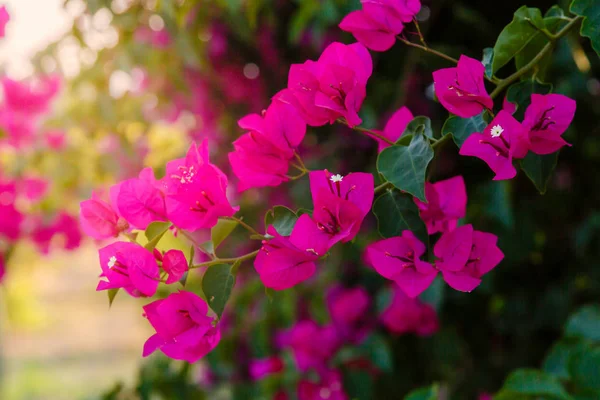 Beautiful Colorful Flowers Blossom — Stock Photo, Image