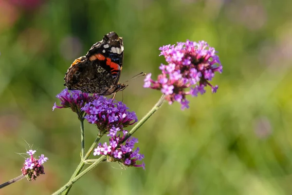 Flori Frumoase Verbena Fluture — Fotografie, imagine de stoc
