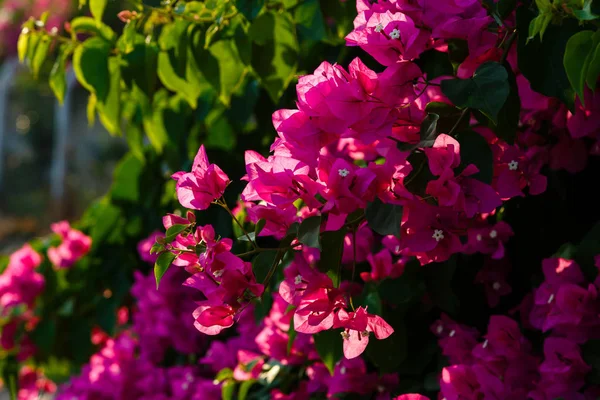 Flores Bonitas Coloridas Flor — Fotografia de Stock
