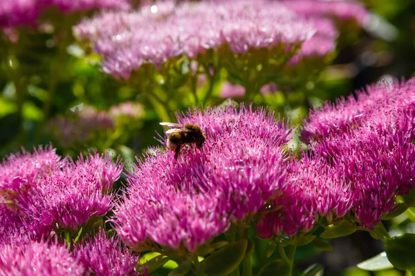 Belles Fleurs Colorées Fleurissent Avec Des Abeilles — Photo