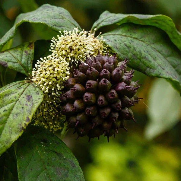 Planta Verde Eleutherococcus Sessiliflorus Con Hojas Grandes Jardín — Foto de stock gratis