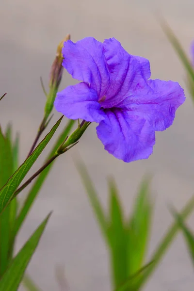 Flores Bonitas Coloridas Flor — Fotografia de Stock