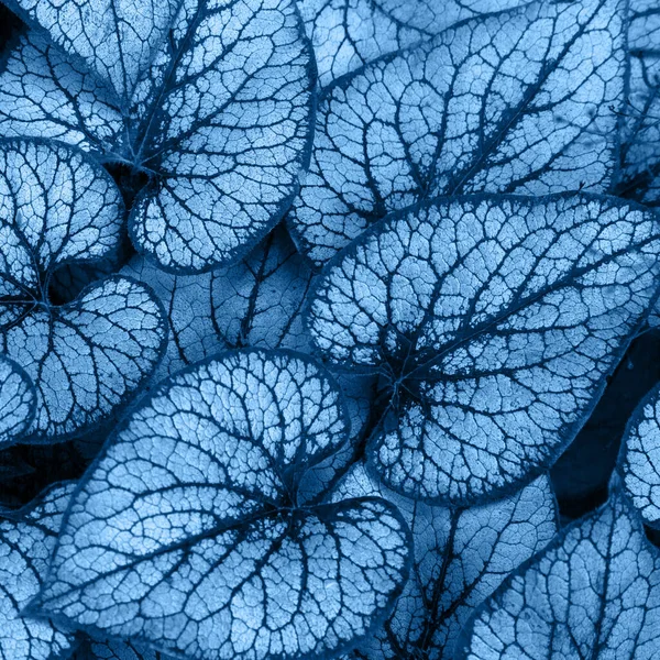 Frunzele Verzi Adorabile Culoarea Albastră Clasică — Fotografie, imagine de stoc
