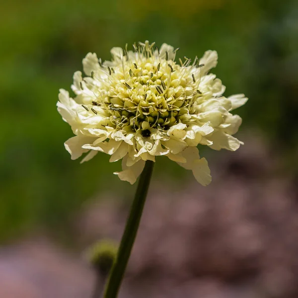 Красиві Барвисті Квіти Цвітуть — стокове фото