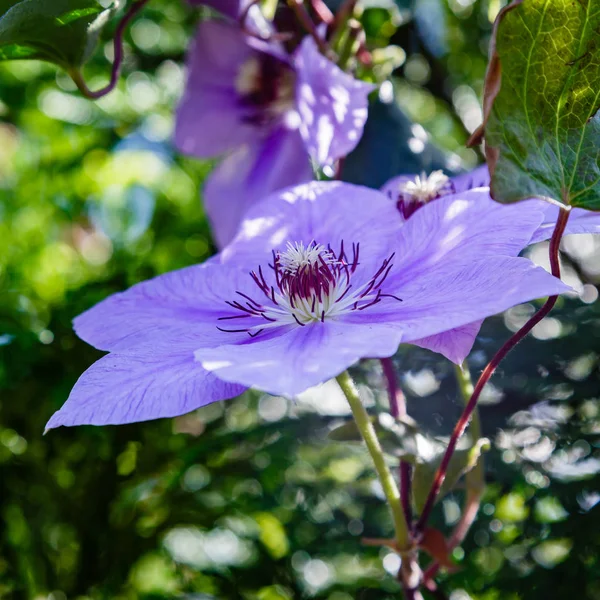 Flores Hermosas Coloridas Florecen —  Fotos de Stock