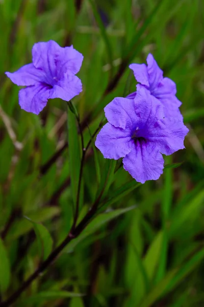 Flores Bonitas Coloridas Flor — Fotografia de Stock