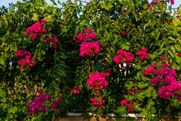 Vackra Och Färgglada Blommor Blomma — Stockfoto