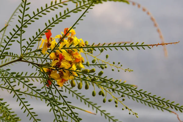 Fiori Belli Colorati Fioriscono — Foto Stock