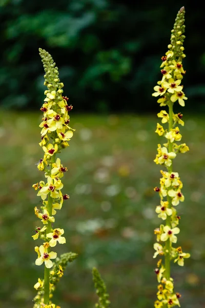 Fleurs Belles Colorées Fleurissent — Photo