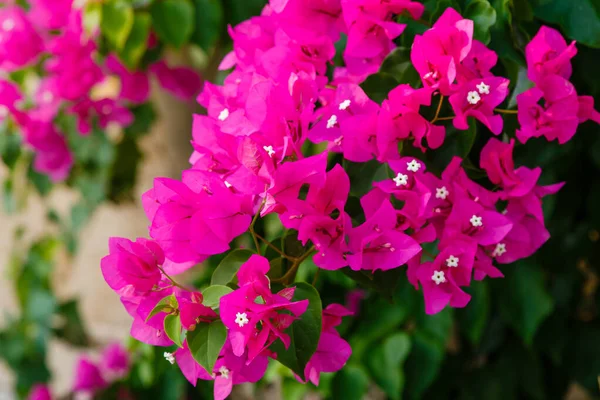 Flores Bonitas Coloridas Flor — Fotografia de Stock