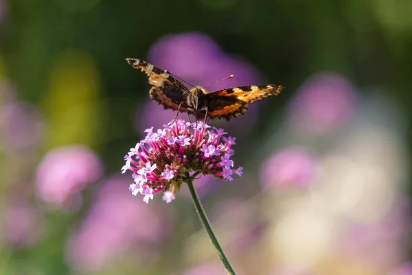 Beautiful Verbena Flowers Butterfly — 스톡 사진