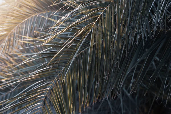 Gros Plan Des Feuilles Palmier Avec Les Rayons Soleil — Photo