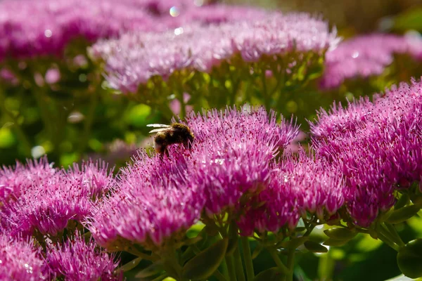 Belles Fleurs Colorées Fleurissent Avec Des Abeilles — Photo