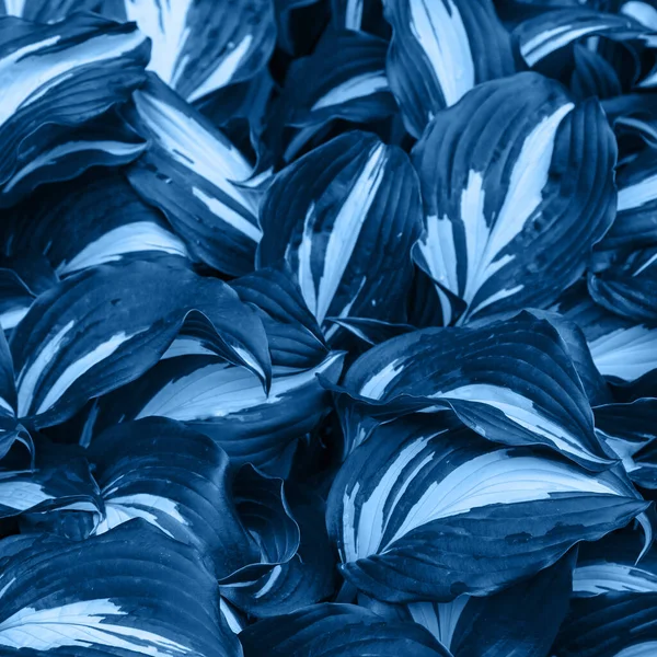 Schattige Groene Bladeren Klassieke Blauwe Kleur — Stockfoto
