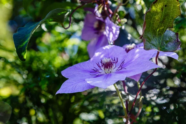 Flores Hermosas Coloridas Florecen —  Fotos de Stock