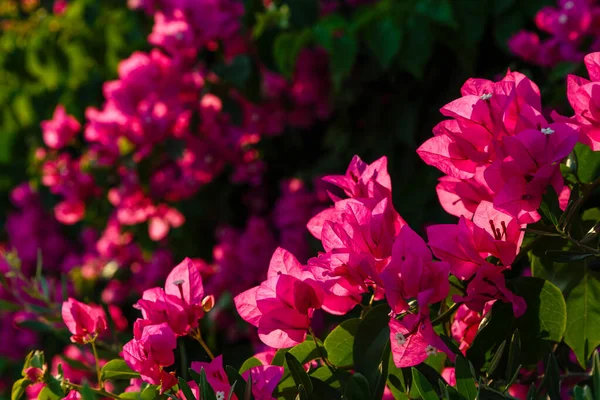 Piękne Kolorowe Kwiaty Kwitną — Zdjęcie stockowe
