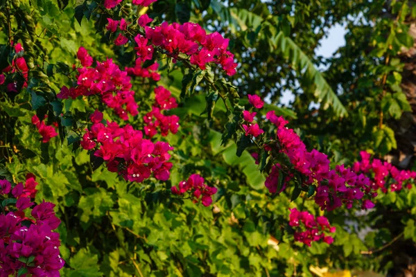 Flores Bonitas Coloridas Flor — Fotografia de Stock