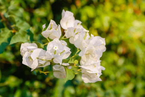 Beautiful Colorful Flowers Blossom — Stock Photo, Image