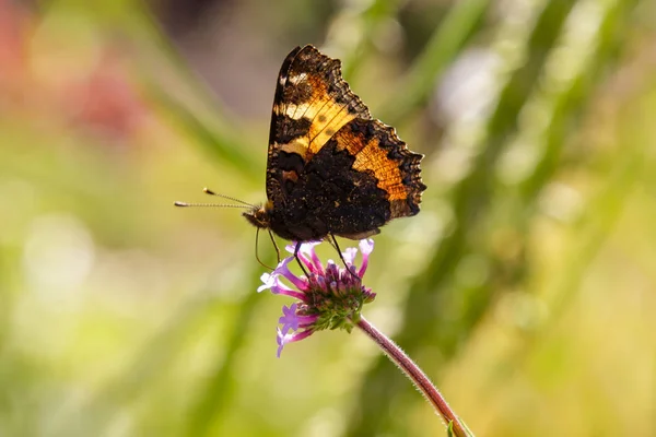 Belles Fleurs Verveine Avec Papillon — Photo