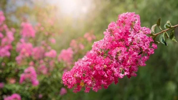 Güzel Renkli Çiçekler Açar — Stok fotoğraf