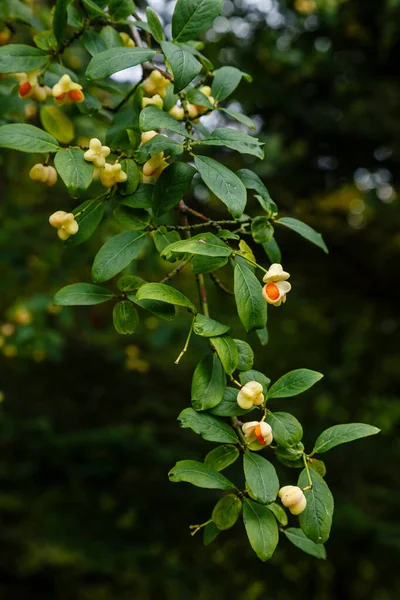 Fantastiska Blommor Blommar Med Gröna Blad — Stockfoto