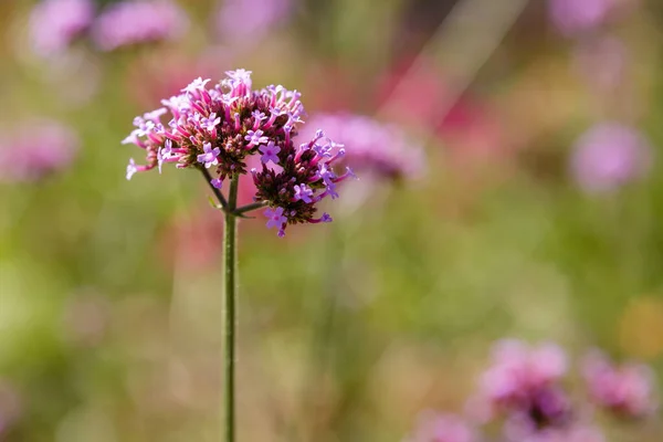 Bulanık Arkaplanda Güzel Verbena Çiçekleri — Stok fotoğraf