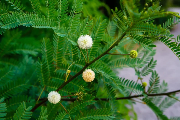 Closeup View Leucaena Leucocephala Small Fast Growing Mimosoid Tree — Stock Photo, Image