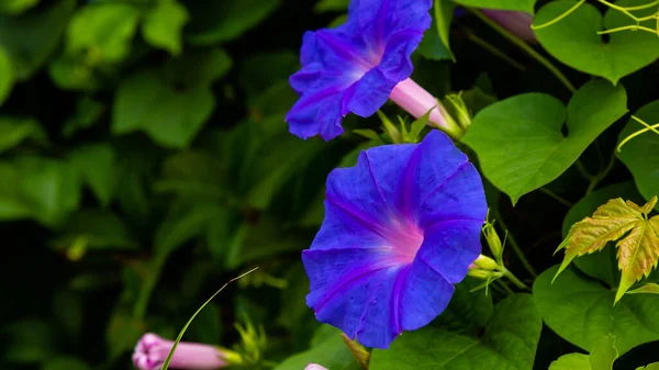 Flores Bonitas Coloridas Flor — Fotografia de Stock
