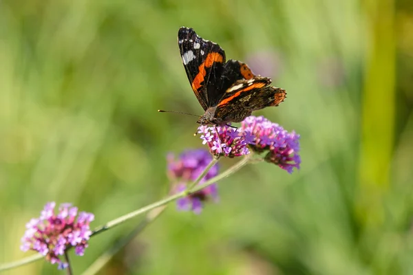 Beautiful Verbena Flowers Butterfly — 스톡 사진